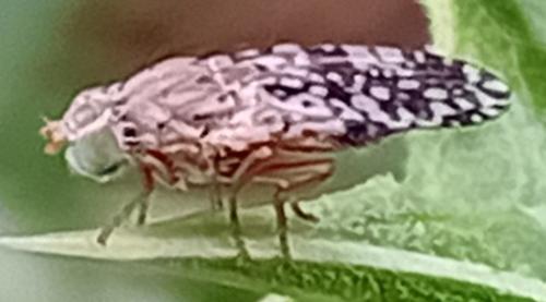Tephritis sp.